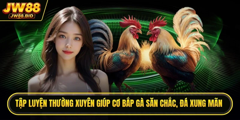 Tập luyện thường xuyên giúp cơ bắp gà săn chắc, đá xung mãn